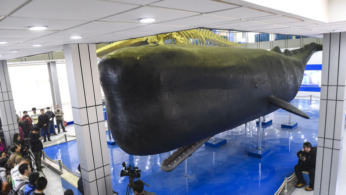 摘要:陈列在上海海洋大学博物馆,全国最大的抹香鲸标本迎来了十年一次