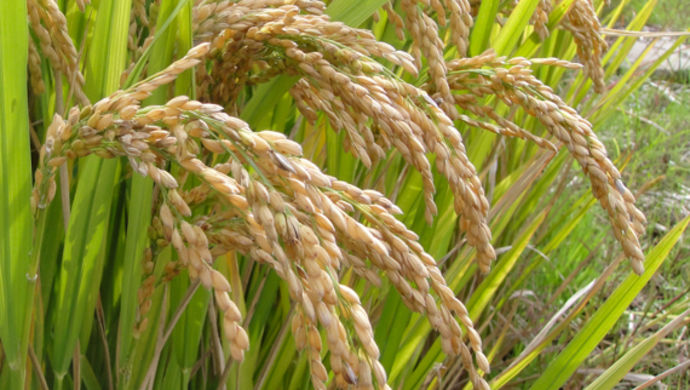 417水稻品种图片
