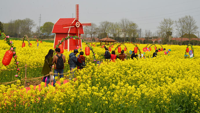 万亩熏衣草、万亩油菜花、万亩向日葵…光明在
