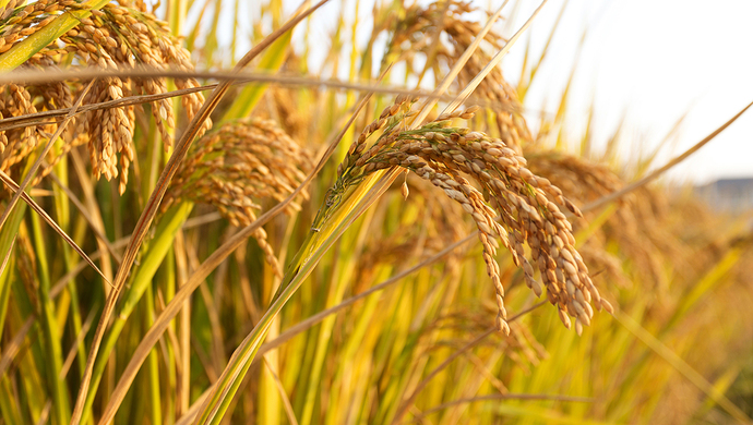 我国转基因水稻获美国食用许可为何美国让吃我们还不让种