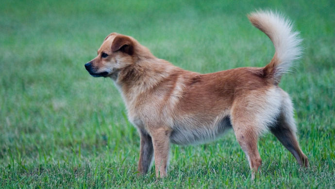 中华田园犬更名为唐犬?主办方辟谣:不能划等号