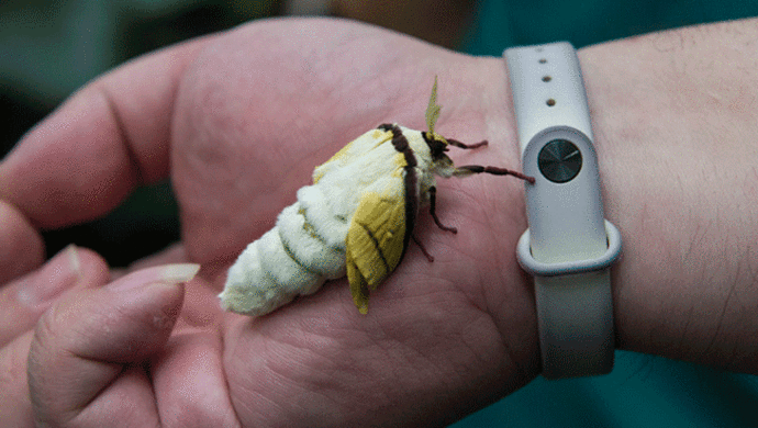 自然博物馆,由于它们的"虫龄"相近,在近期适宜的温度下开始陆续羽化