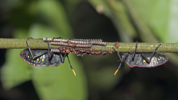 的文章,呼吁当地民众捕捉一种名为锥蝽的虫子.