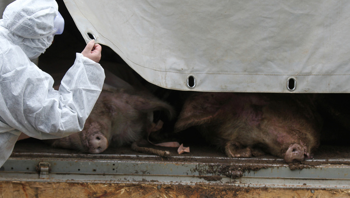 浙江温州发生一起非洲猪瘟疫情发病430头死亡340头