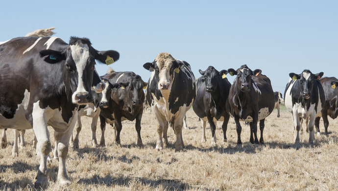 1300头奶牛疯狂抢水喝澳大利亚遭遇罕见干旱