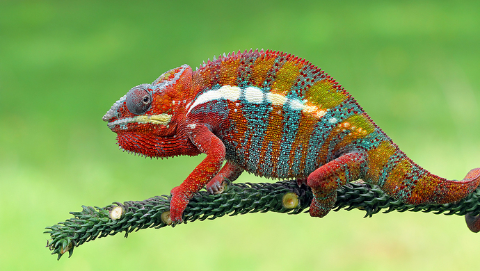 两名中国人涉嫌私带变色龙回国被拘捕竟然并非偶发事件