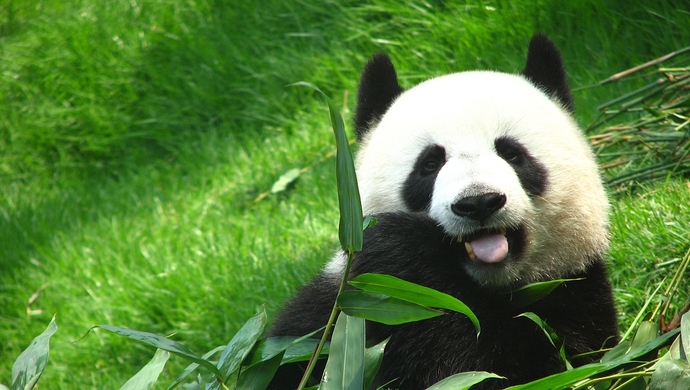 韩国瑜欢迎熊猫到高雄 台媒:绿营若阻挡只会引