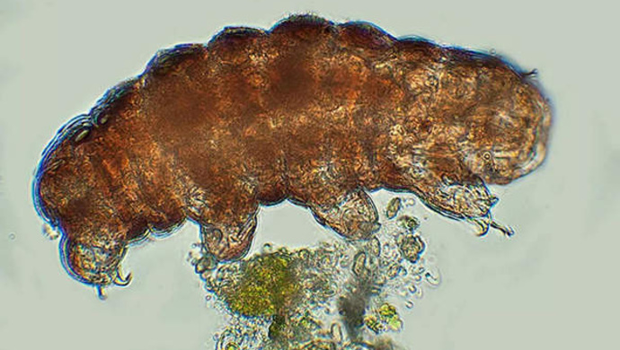 地球已知生命力最強的生物,已經去月球了