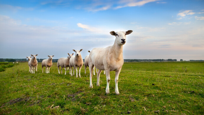 蒙古羊的品种大全图片图片