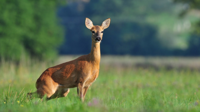 接连捕杀23只国家二级保护动物河麂,江苏两男子被捕
