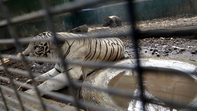 印度所有動物園被要求7*24小時監測動物異常行為,每兩週將疑似病例