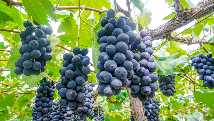 德国复古葡萄成熟期图片