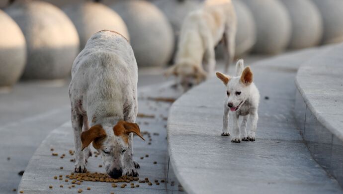 上海警方通报养犬人遗弃犬只案例 养犬人被处罚款500元 犬只被收容