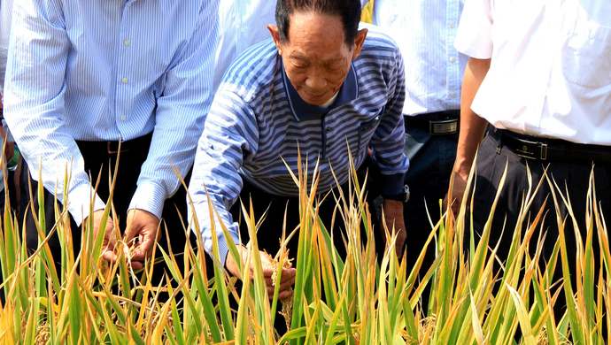 袁隆平超级稻云南基地连续4年平均亩产超1100千克 1 袁隆平超级稻云南基地连续4年平均亩产超1100千克