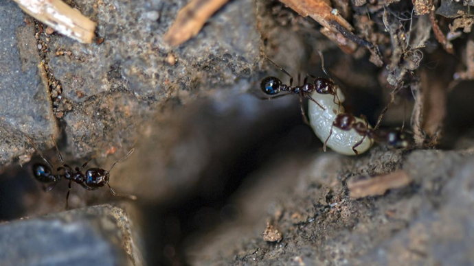 7年新入侵344个县市区红火蚁为何难防