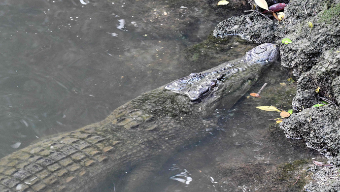 把真鳄鱼当模型老人下水池自拍时被拖走