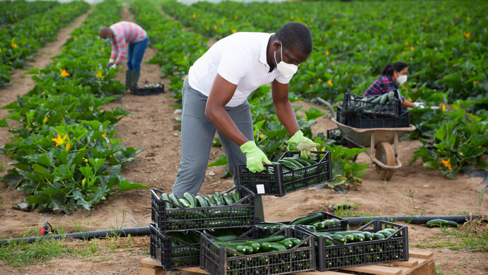 英媒曝光美国农业现代奴隶制工人被偷运到美国作为契约农场工被监禁