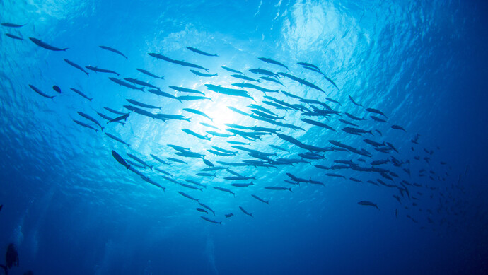 摘要:这就是长江干流首座过鱼通道,长江鱼有了回家"专线".