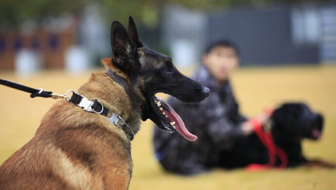 最高价33万元!警校54只淘汰犬半天被抢光…网友贴心地提了一个要求