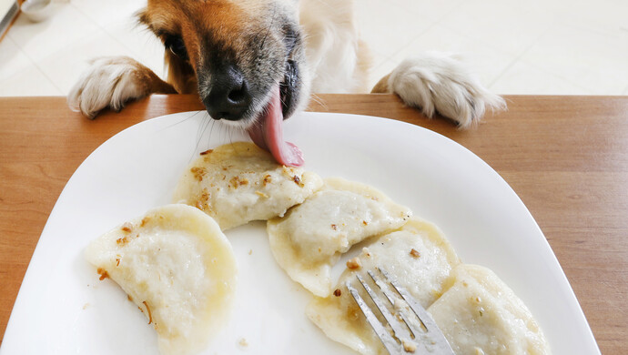 玉溪某餐厅,女子带宠物狗上桌舔餐盘!网友不干了,餐厅回应