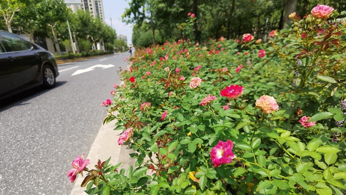 夏天马路花景"断档?上海118条花道美不胜收,背后的"花样经"更美