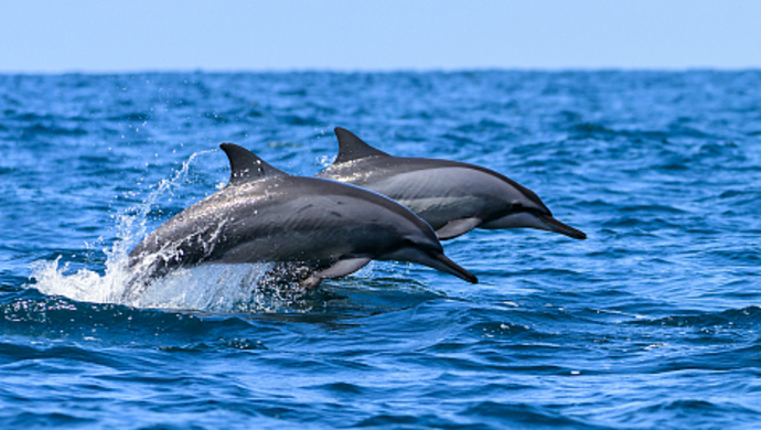 残忍!丹麦近1500只海豚遭捕杀,海水染成血红色