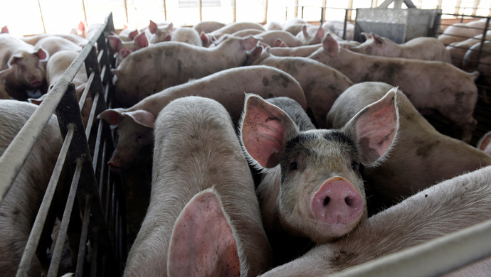 "大家趁机多吃多买猪肉!