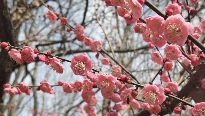 3月春来赏花热 全国热门赏花目的地分布图来了 上观新闻