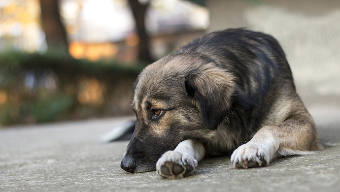 出警人员以粗暴方式拖离流浪犬宜宾警方公开道歉