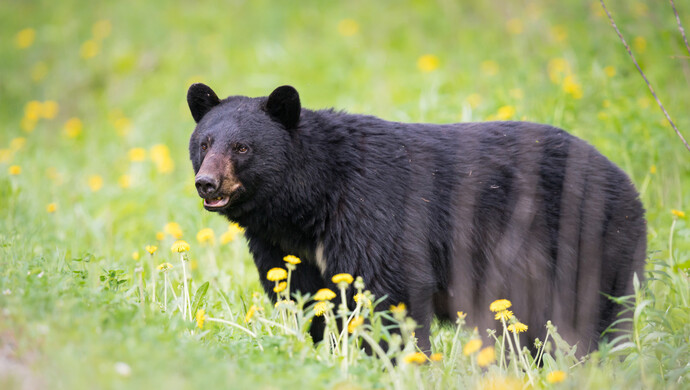 什么地方有黑熊 9a15a8a4563146d3a9376e832f394735.jpeg