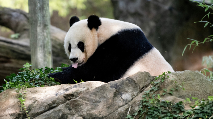 旅居美国的大熊猫美香添添小奇迹即将踏上回国旅程