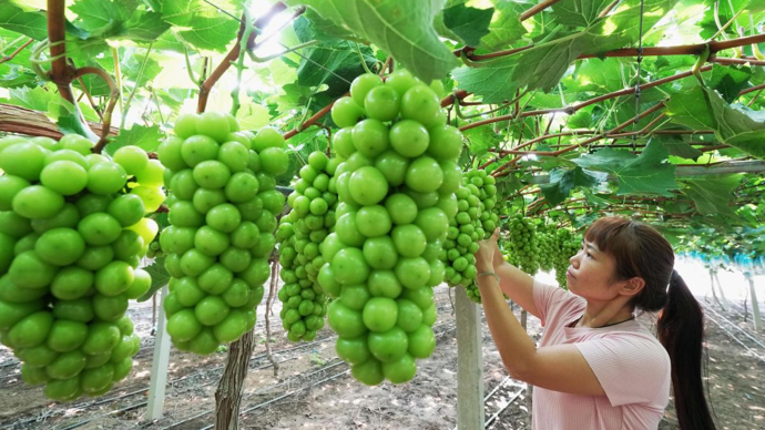 日本阳光玫瑰葡萄价格大降出口量暴跌啥情况