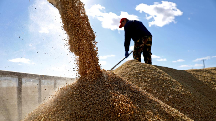 农业农村部秋粮增产成定局全年产量有望再创历史新高