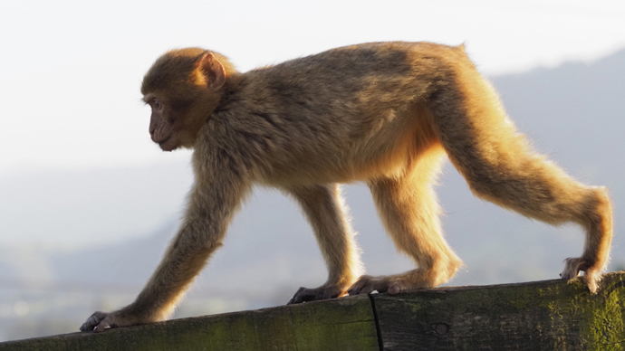 北京通州城区出现猴子专家是成年猕猴市民切勿投喂