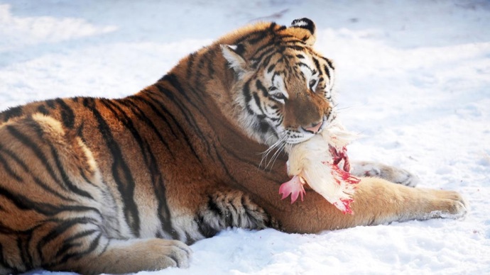 安徽省林业局回应阜阳东北虎死亡事件:彻查到底,绝不包庇