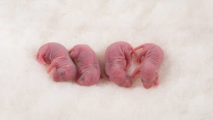 男子入住酒店发现枕头下一窝老鼠幼崽,掀开一看压死了._上观新闻