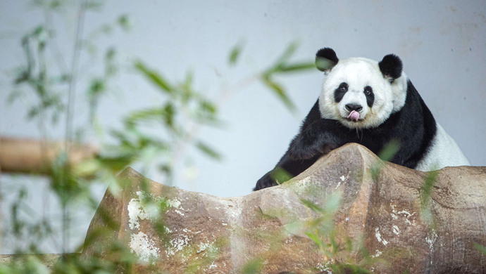 22岁旅泰大熊猫 林惠 死亡,官方通报
