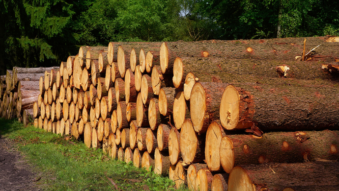 中国驻澳大使即日起恢复进口澳大利亚木材