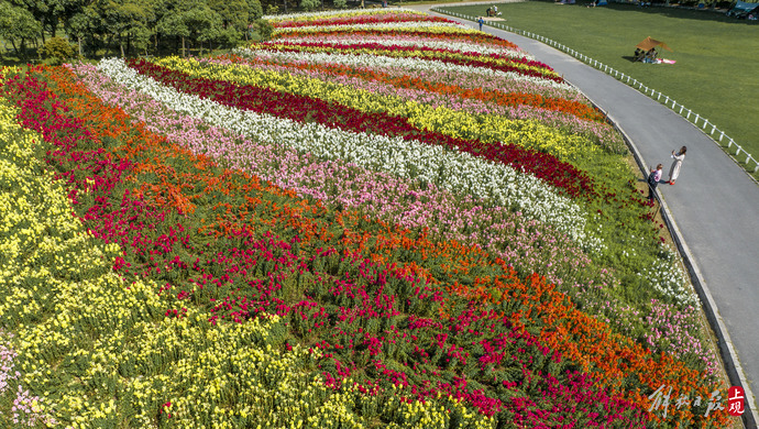 2万余平七彩花田盛放来世纪公园享受城市中的田园春光