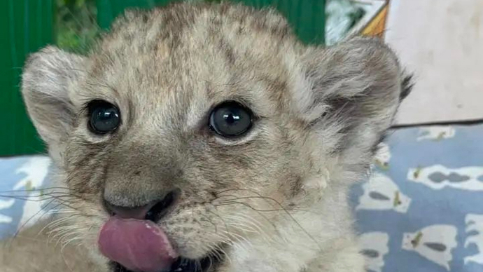 "但她却说._上观新闻