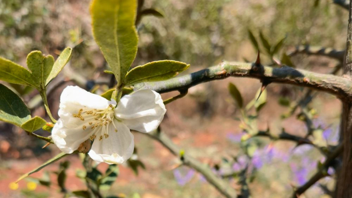 时隔16年一度野生灭绝的富民枳复活