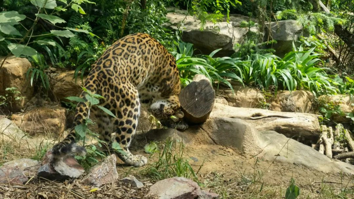 人在上海排队"疯狂动物城"有人却在南京排队红山动物园4月4日假期首日