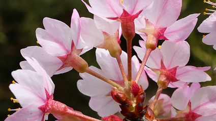 广西发现一植物新物种——全州樱花