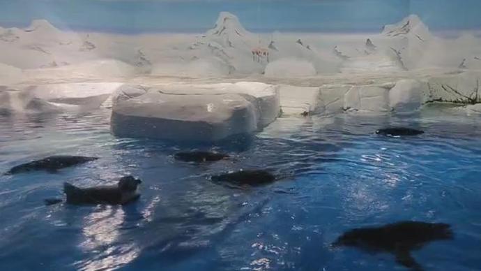 夏天去看萌萌的企鹅,上海海洋水族馆"极地展区"全新亮相