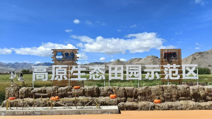 上海援藏， 助推江孜县青稞产业革命