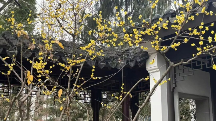 欣赏园林不能急，要慢慢地像打开盲盒一样期待美好 | 胡晓明
