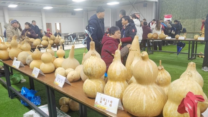 闵行这个“葫芦村”喜获丰收，“庭院经济”让老农钱包鼓起来