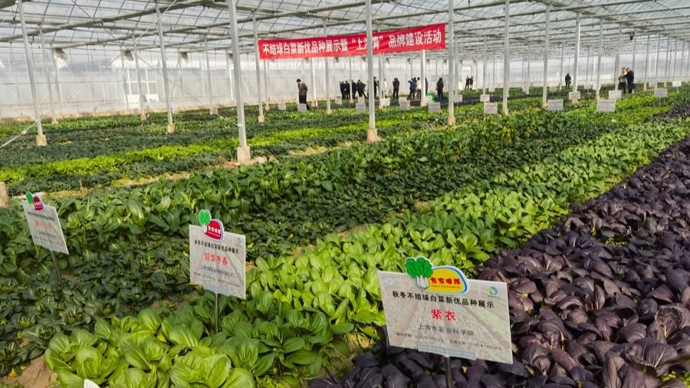 一棵青菜的传奇！“上海青”家族再现辉煌，130个新成员“上桌”