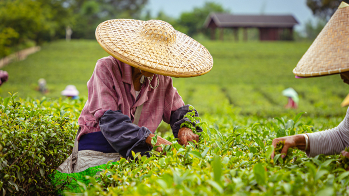 老茶是什么茶？