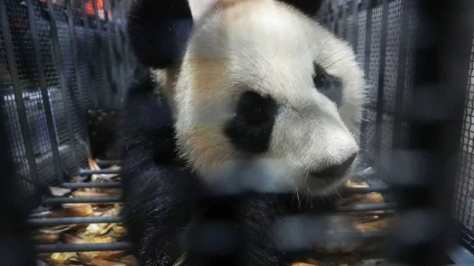 小姨来啦！上海熊猫界双喜临门